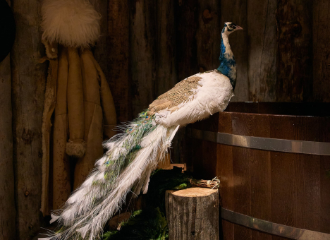 Погружаем в атмосферу сказки